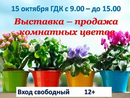 Распродажа комнатных растений