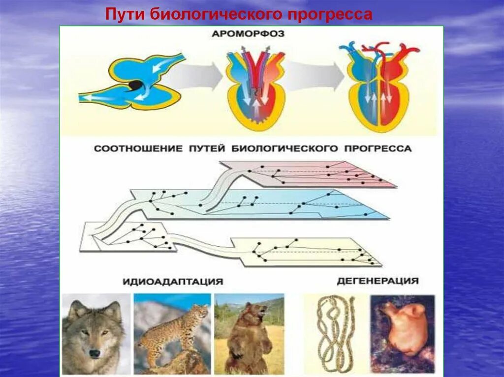 Схема путей биологического прогресса. Направления макроэволюции схема. Макроэволюция схема направления эволюции. Биологический Прогресс ароморфоз идиоадаптация дегенерация. Макроэволюция пути достижения биологического прогресса.