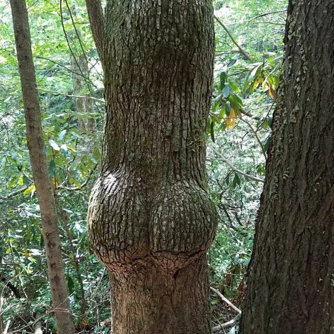 Look at that tree it fall down