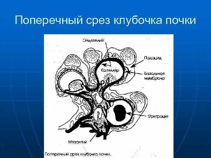 Поперечный срез клубочка. Поперечный срез почки. Горизонтальный срез через почки. Поперечный срез почки рисунок.