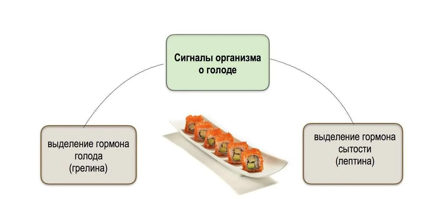 Аппетит физиология. Физиологические механизмы аппетита. Физиологические основы голода. Физиологические основы аппетита.