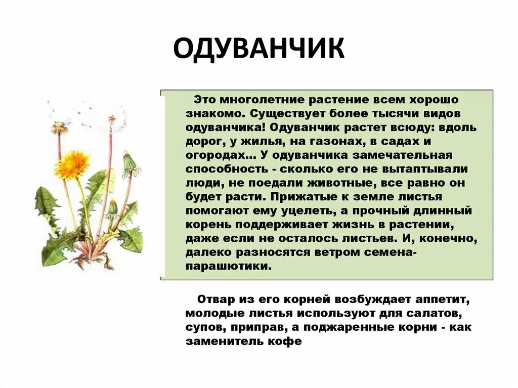 Чем полезны цветы одуванчика для организма человека. Одуванчик лекарственный корень. Корень одуванчика для чего. Корневая система одуванчика. Чем полезен корень одуванчика.