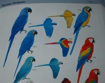 Macaws doors