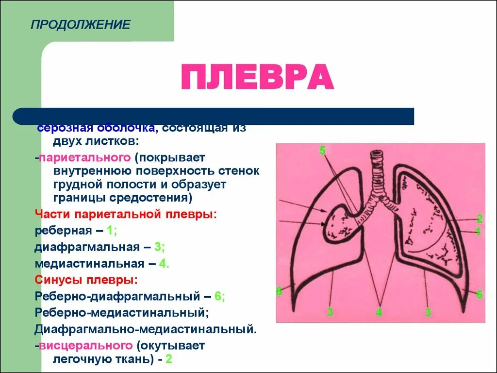 Органы плевральной полости. Висцеральный листок плевры. Схема взаимоотношений листков плевры. Плевра строение листки плевральная полость. Средостенная париетальная плевра.