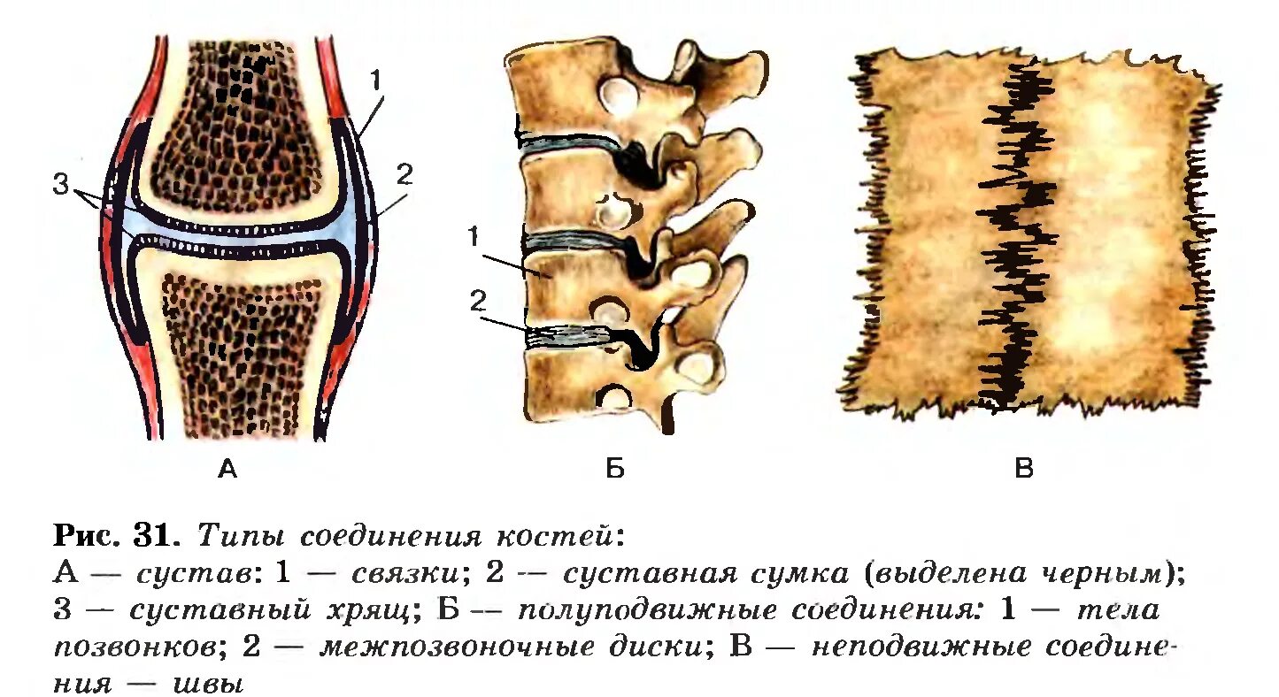 Соединение костей позвоночника. Рис 37 типы соединения костей. Виды соединительных костей схема. Неподвижные соединения костей биология 8 класс. Типы сочленения костей.