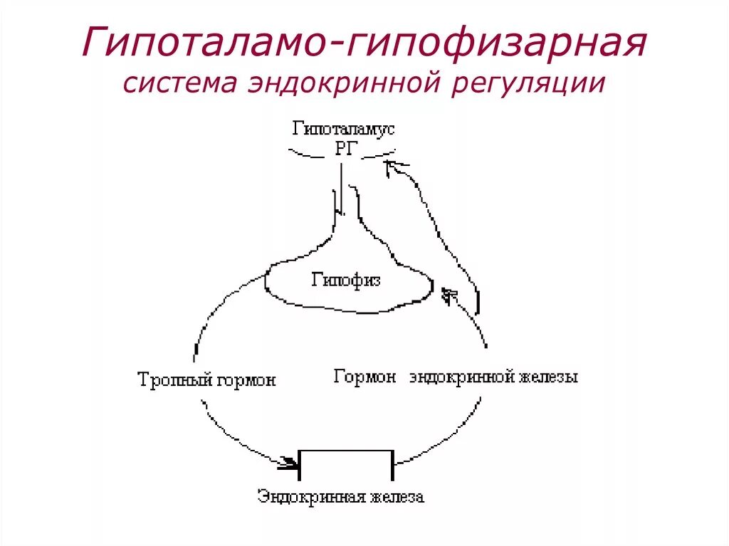 Гипофиза половых желез. Гипоталамо-гипофизарная система гормоны схема. Схему связей в гипоталамо-гипофизарной системе. Схема действия гипоталамо-гипофизарной системы гормоны. Схема регуляции гипоталамо-гипофизарной системы.