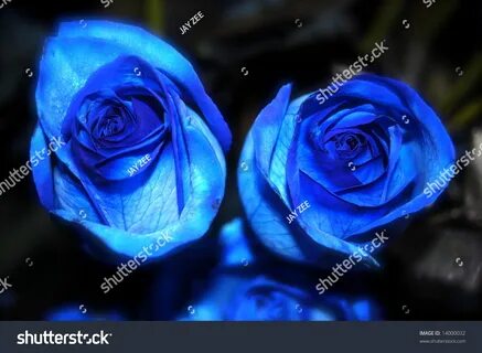 Bluerose2 - doujin.bar.