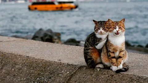 Cat loves 2
