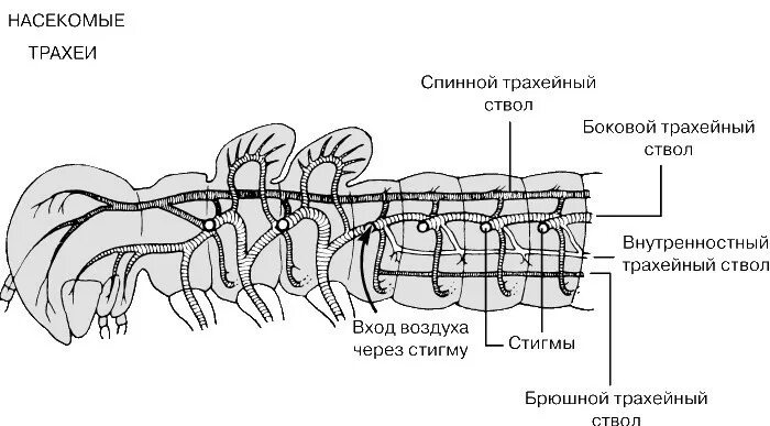 Дыхание паукообразных трахейно легочное. Трахейная стигма паукообразных. трахейные пищеварительная система. ультраструктура трахейной системы насекомых.