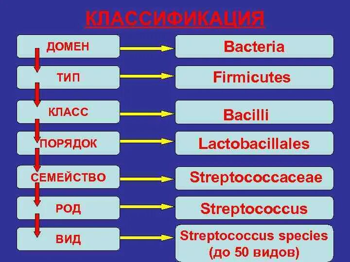 Лекция виды лекций. Виды химической связи. Химическая связь виды химической связи. Виды филов. Все виды филов.