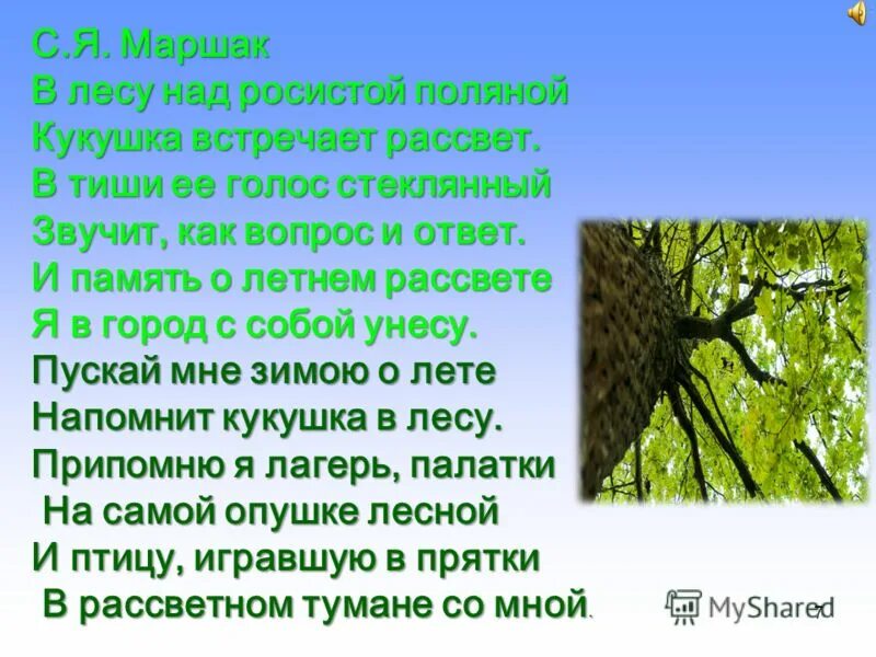 Маршак в оесу над посистой пооягой. Стих в лесу над росистой поляной. В лесу над росистой поляной Маршак стих. Голос в лесу стих