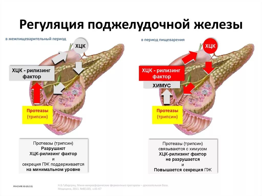 Панкреатит действие. Физиология панкреатита. Механизмы секреции желез. Механизм образования и секреции поджелудочного сока.