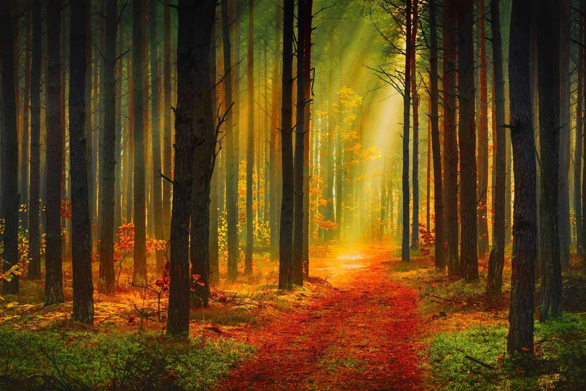 Красивый лес. Красивые леса. Величественный лес. Осенний лес. Лес солнце и звезды