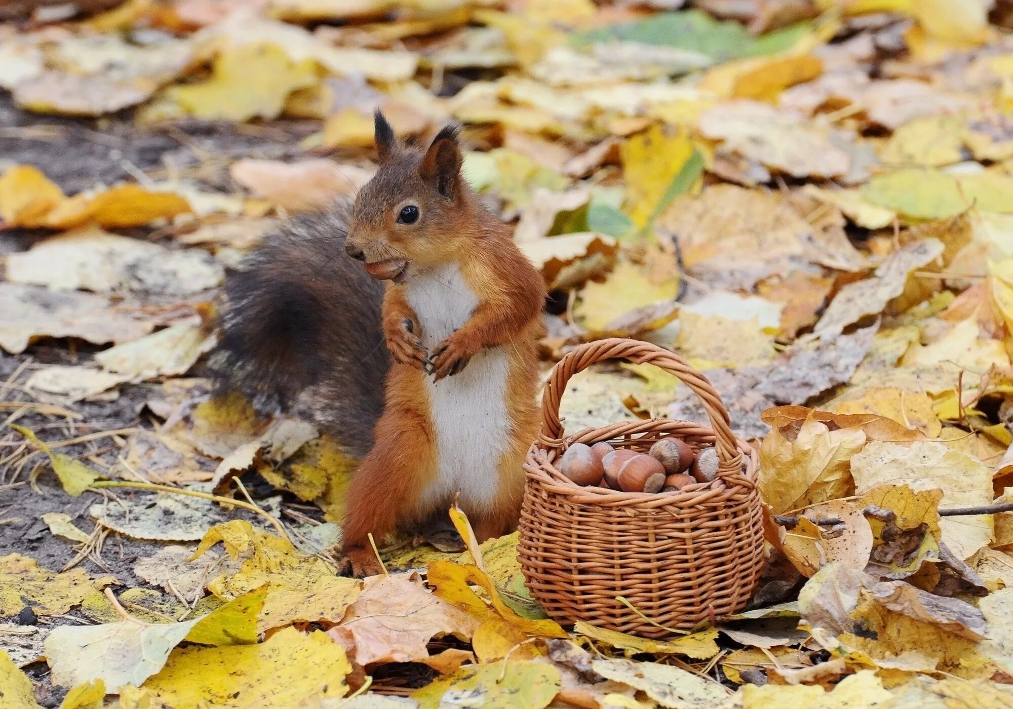 Белке дали орехов. Лесные животные белка с бельчатами. Животные осенью. Осень белка. Белка осенью.