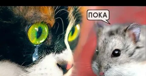 Сливки шоу хомяка