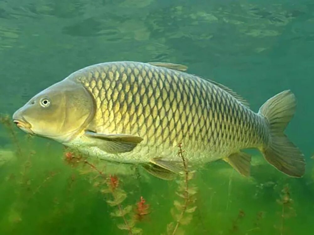 Карась среда обитания водная. Сазан (Cyprinus Carpio). Карп обыкновенный – Cyprinus Carpio. Сазан (= Карп обыкновенный) – Cyprinus Carpio. Астраханский заповедник сазан.