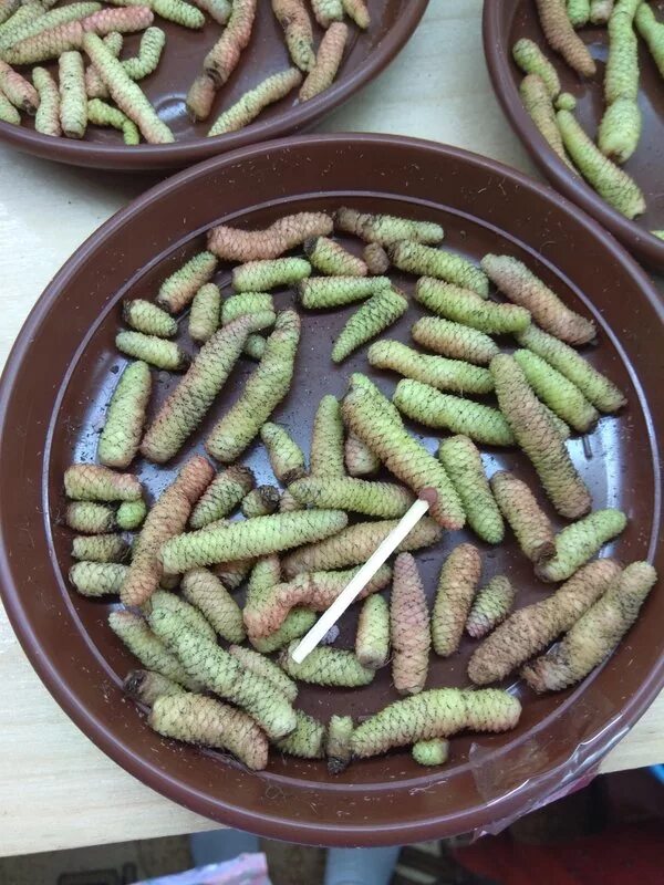 ахименес ризомы. ризомки ахименесов. ризомы фото. ахименесы ризомы. ризомы фото.