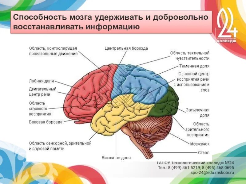 Развития способностей мозга