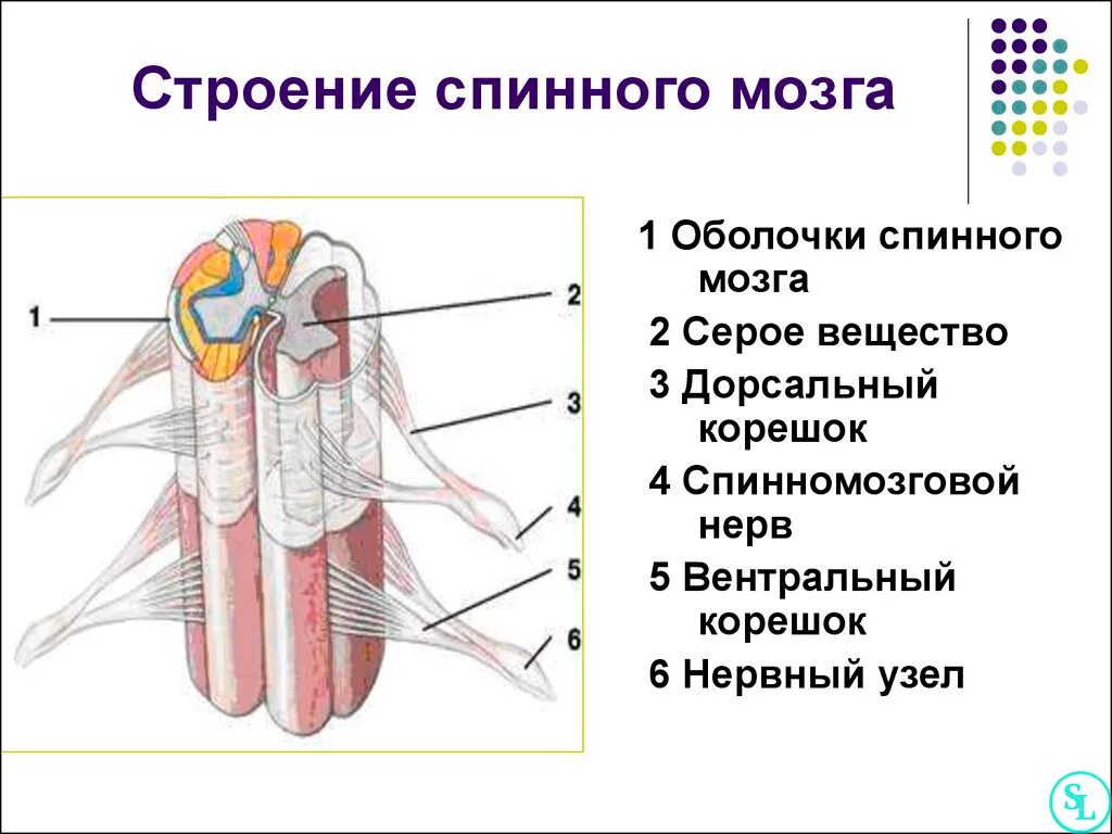 Общий план строения спинного мозга. Анатомические структуры спинного мозга. Общее строение спинного мозга человека. Изучить строение спинного мозга.