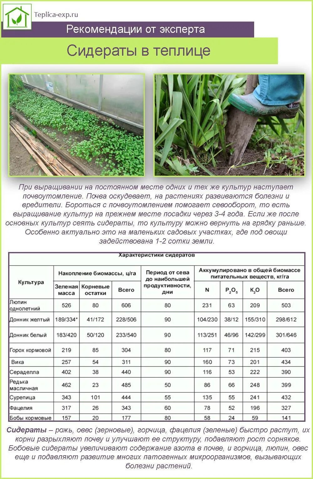 Температура почвы для посадки картофеля. Сидераты для огорода таблица. Посадка сидератов весной в теплице. Лучшие сидераты для почвы. Сидераты для теплицы.