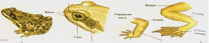 Внешнее строение головы лягушки. Строение лягушачьих лап. плавательная перепонка у лягушек. внешнее строение передней конечности лягушки. строение передней лапы лягушки.
