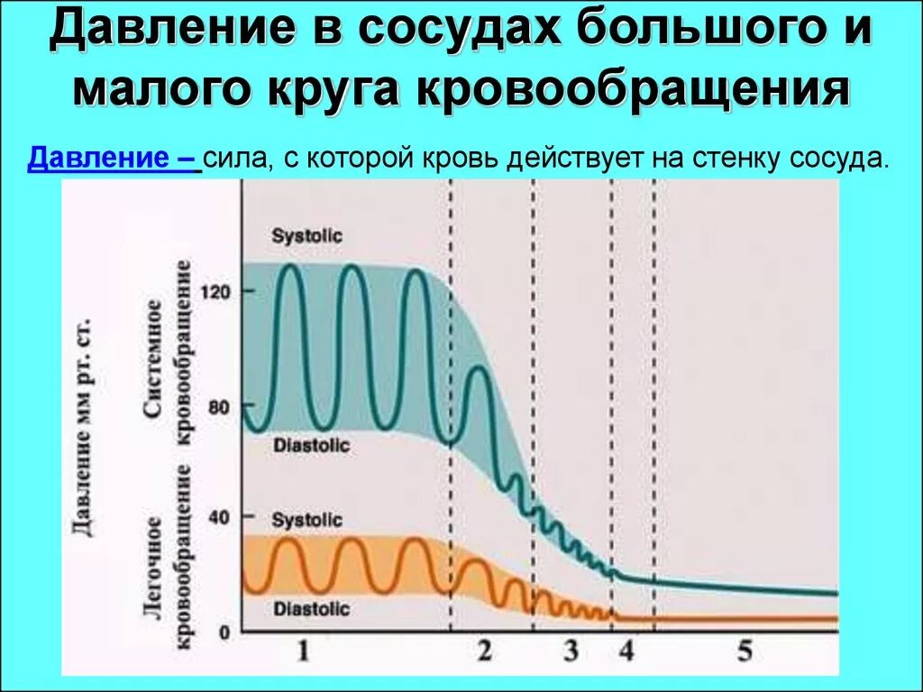 Какова зависимость изменения скорости движения крови. Изменение давления крови. Давление в сосудах. Давление крови в большом круге кровообращения. Давление на сосудистую систему.