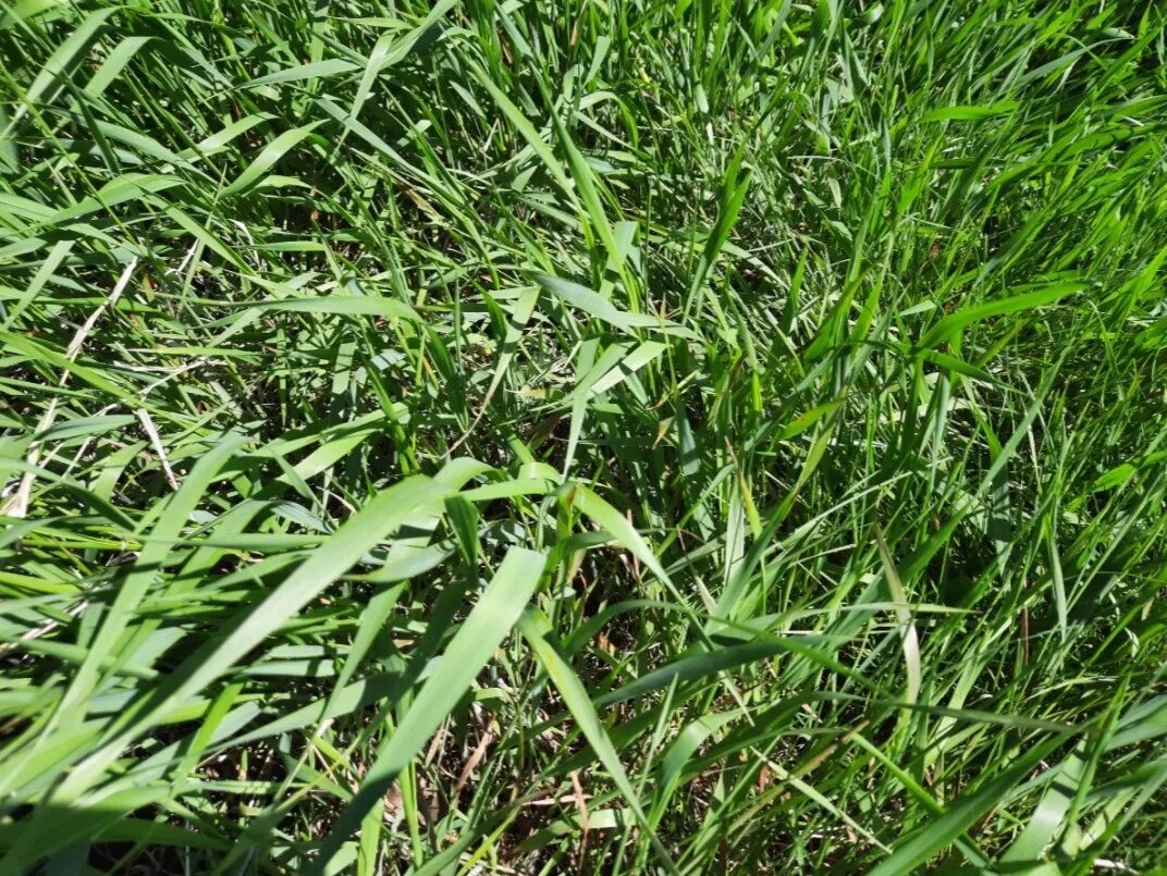 В россии пырей растет повсеместно. Пырей ползучий. Пырей трава сорняк. Пырей полевой. Осока трава сорняк пырей.