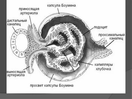 Капсула почечного клубочка