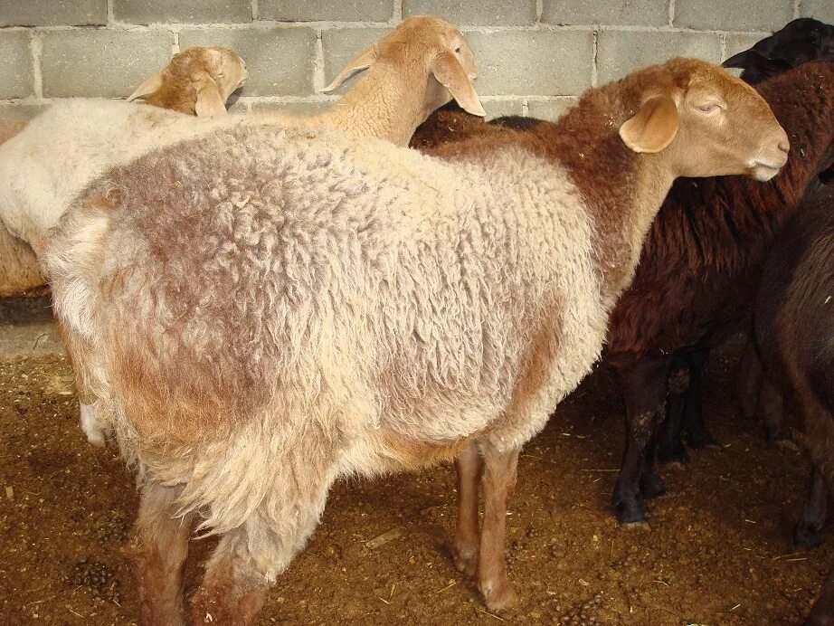 Авито породы овец. Курдючные породы овец. Породы Баранов курдючные. Полукурдючные порода овец. Курдючный овец племенной.
