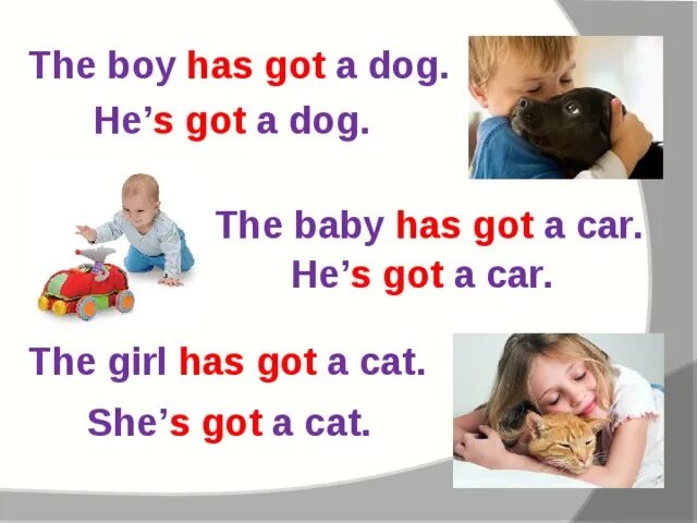 Have you got a car. I have got a dog. i have got a cat. he has got a dog. i to have got a dog.