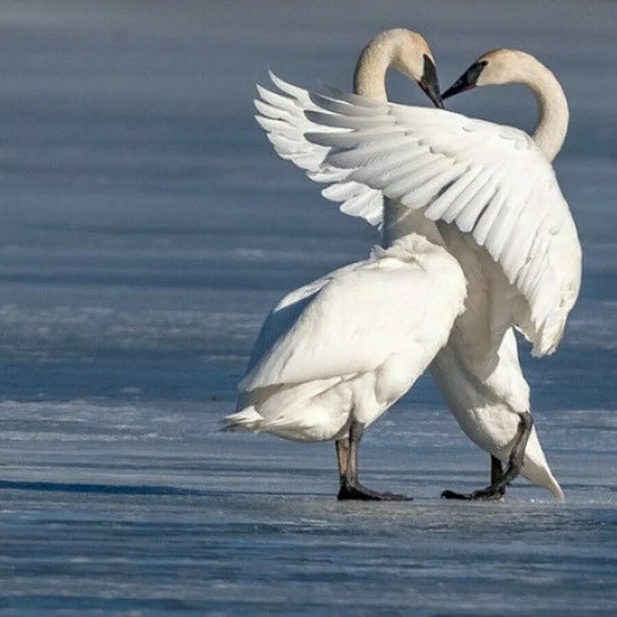 Пусть танцуют лебеди. Пара лебедей. Любовь и лебеди. Лебеди обнимаются. Верность лебедей.