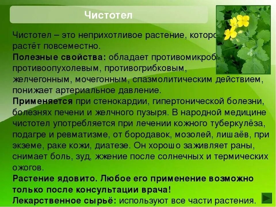 Чистотел внутрь от чего. Лечебные растения. чистотел. трава чистотел лечебные. чистотел лечебные свойства.