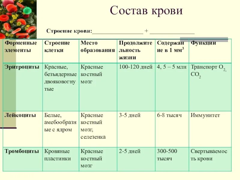 Таблица 5 биология 8 класс