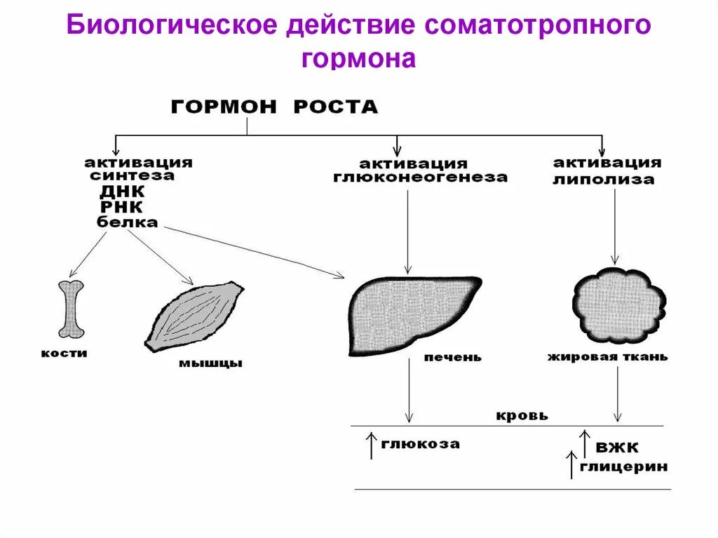 Гормон роста действие. Схема действия соматотропного гормона. Механизм действия соматотропного гормона. Биохимический механизм действия соматотропного гормона. Механизм действия соматотропного гормона физиология.