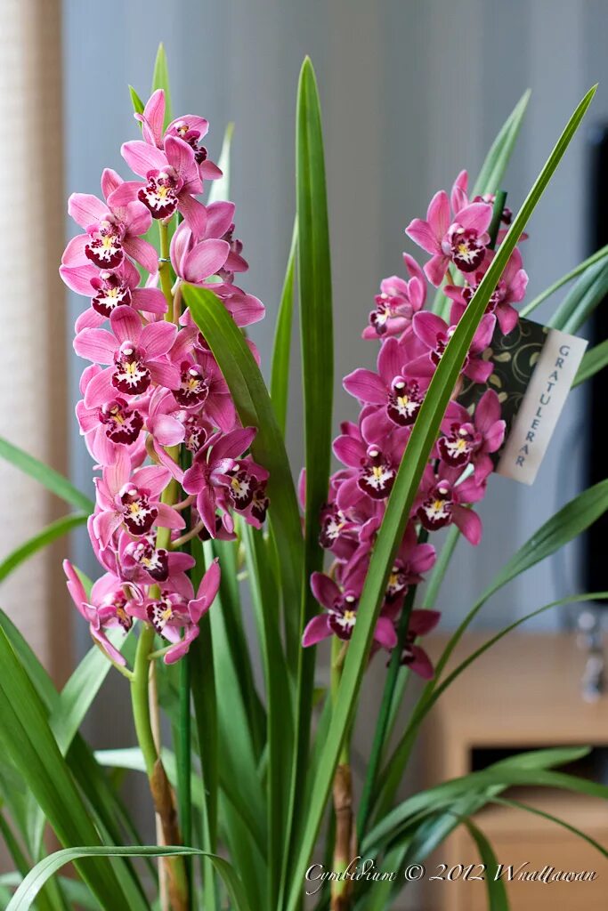 Какие сорта орхидеи. Орхидея Цимбидиум. Фаленопсис Цимбидиум. Орхидея Камбрия. Цимбидиум Пинк блоссом.