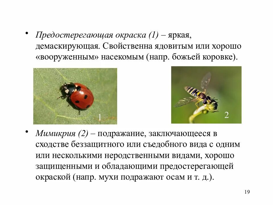 Божья коровка окраска предупреждающая. Предупреждающая окраска Божьей коровки. Предостерегающая окраска. Предупреждающий окрас насекомых. Предупреждающая окраска это в биологии.