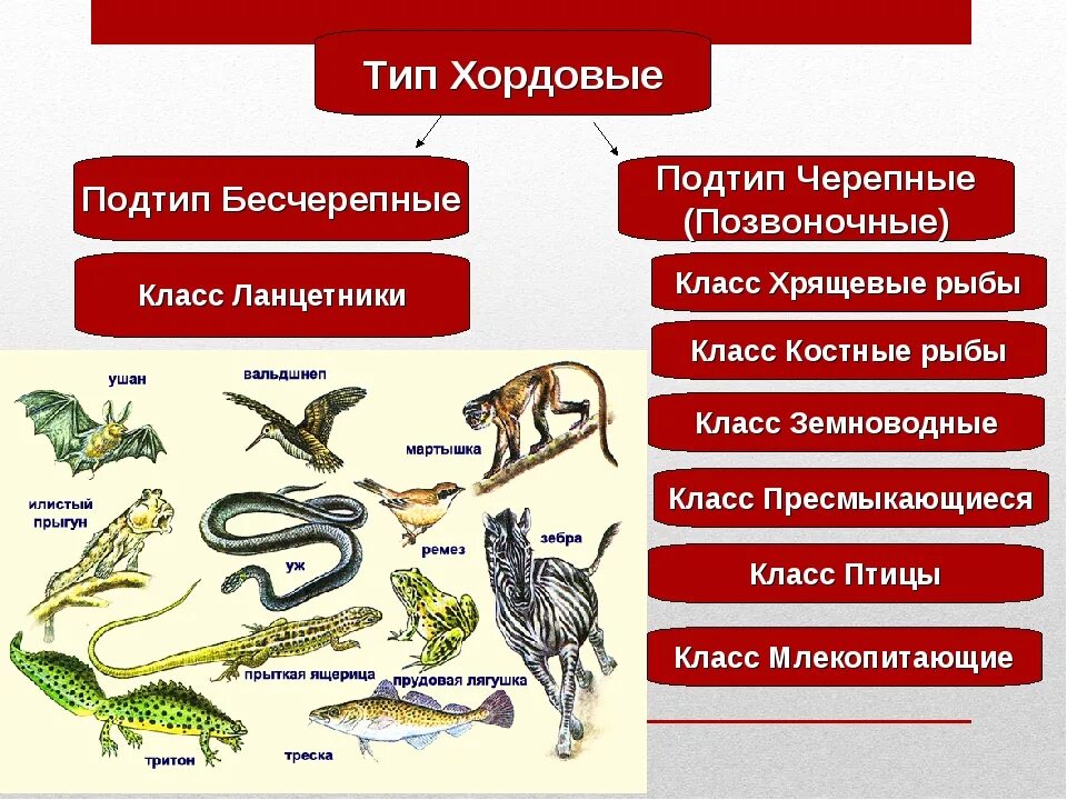 Укажите группы позвоночных животных. Классы черепных хордовых. Подтип Черепные таблица. Тип Хордовые Подтип Черепные класс рыбы. Таблица по биологии 7 класс Подтип позвоночные Черепные.