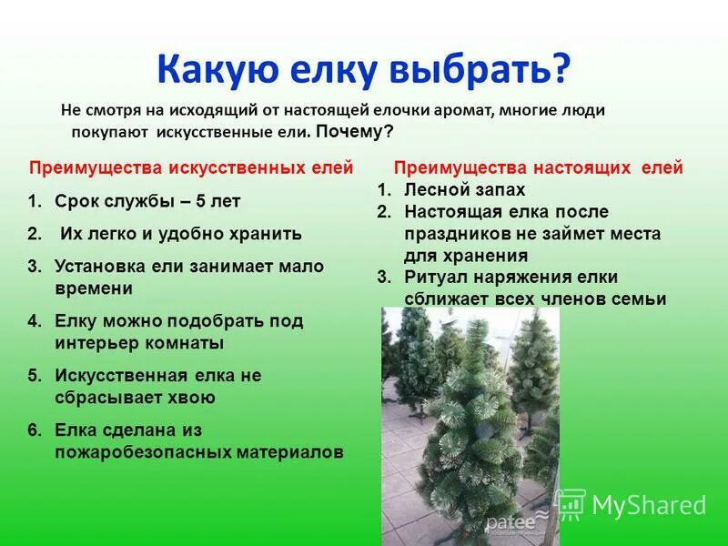 сосна искусственная. рождественский выбор фильм 2020. рождественское чудо. свежая елка. огромная живая ель.