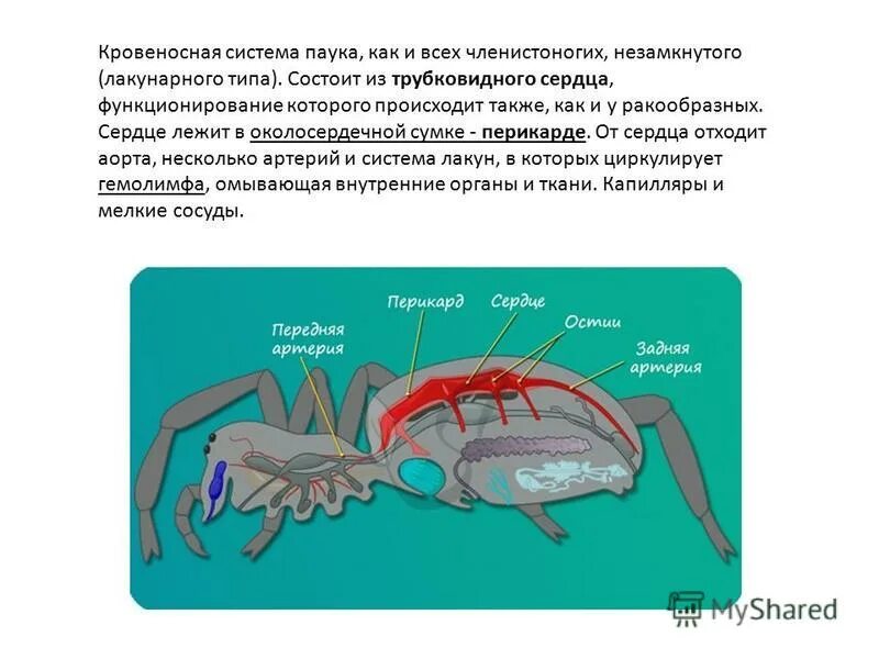 Кровеносная система паукообразных 7 класс. Кровеносная система пауков. Крвоеносаня система паук. Кровеносная система членистоногих. Какой тип кровеносной системы характерен для членистоногих