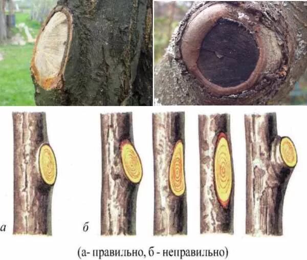 Чем обработать срезы после обрезки. Спил веток плодовых деревьев на кольцо. Правильный срез ветки дерева. Срез ветки на кольцо. Срез веток плодовых деревьев.