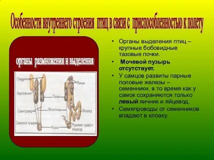 У каких позвоночных животных тазовые почки