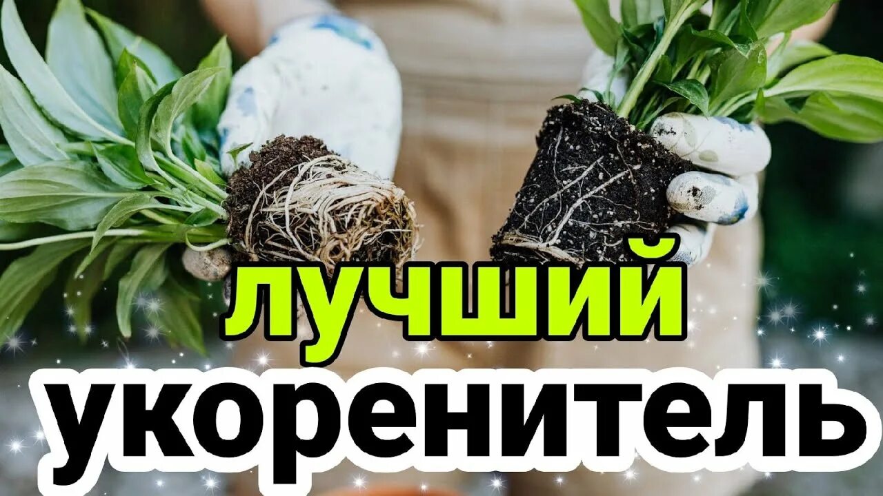 Урожайный огород дзен. Укоренитель для саженцев семян рассады. Лучшие укоренители растений. Укоренитель для рассады