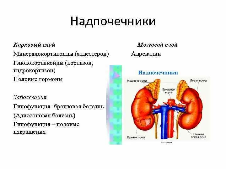 Почки надпочечники анатомия человека анатомия. Надпочечники мозговой слой и корковый слой. Надпочечники анатомия функции. Надпочечники гормон роста