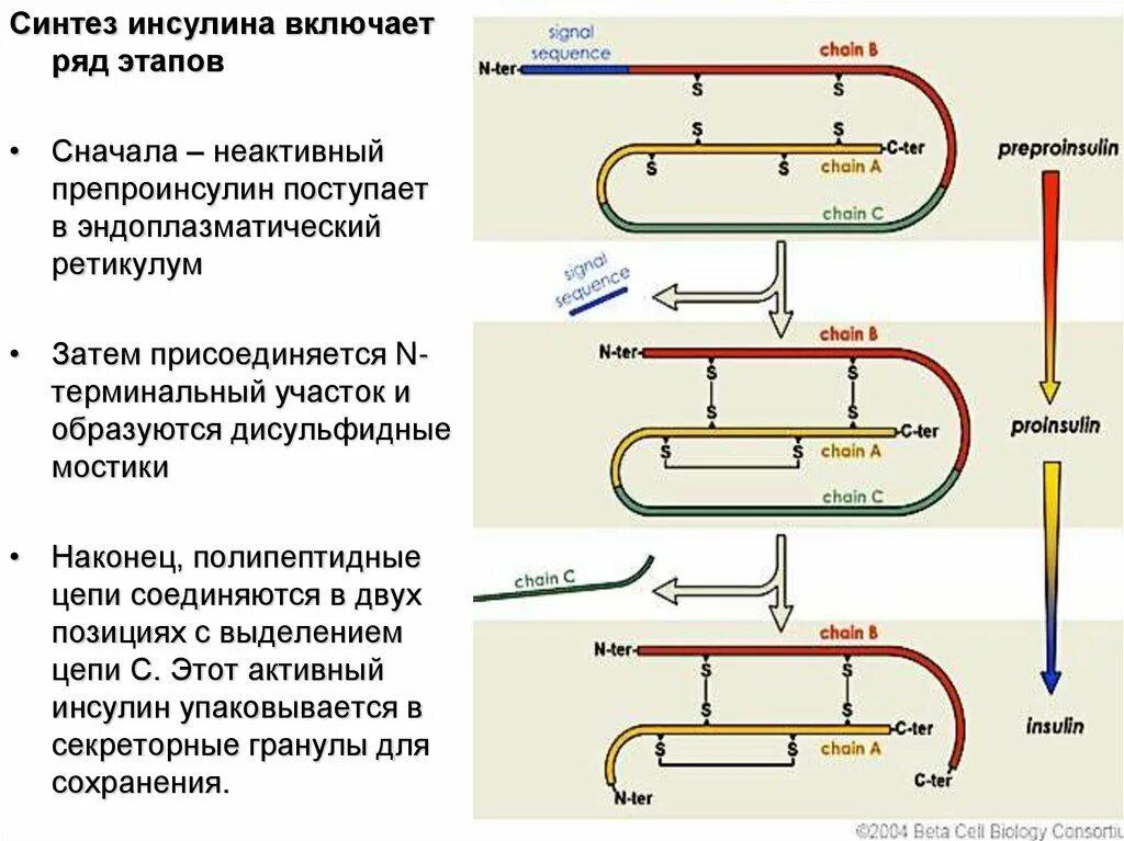 Синтез инсулина. Схема синтеза инсулина. Образование инсулина. Фазы синтеза инсулина. Участвует в синтезе инсулина