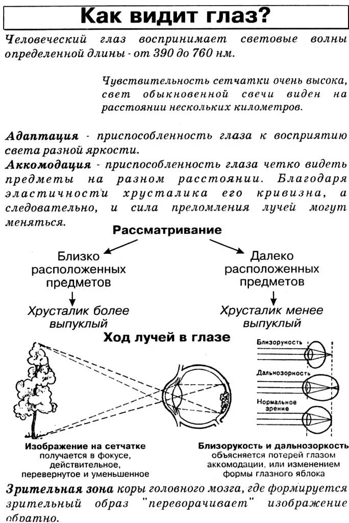 Ее глаза видят свет. Опорная схема зрительный анализатор. Как видит глаз. Глаз человека ЕГЭ биология. Зрительный анализатор ОГЭ биология.