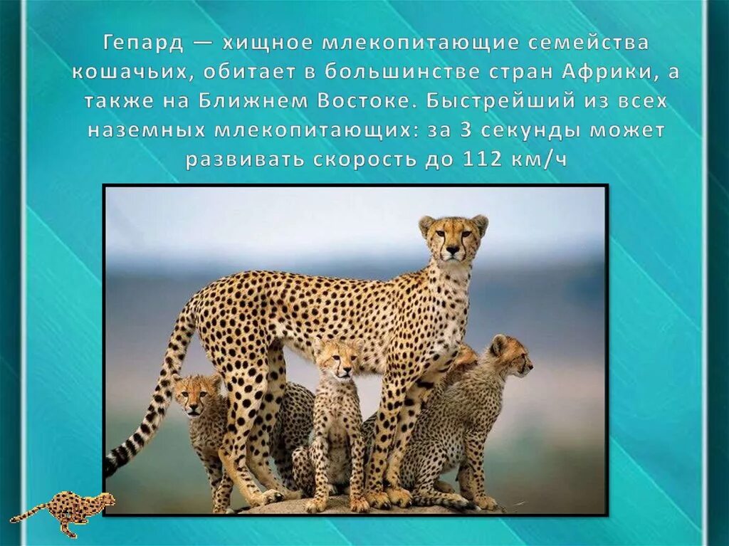 Доклад о гепарде. Презентация про животных. Гепарды самая интересная информация. Гепард презентация.