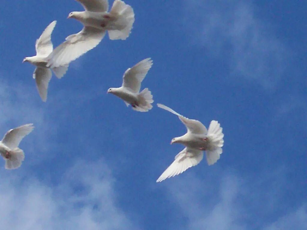 Белый голубь. Киркоров летите летите белые птицы. Птицы в небе. Голуби в небе. Птица парит в небе.