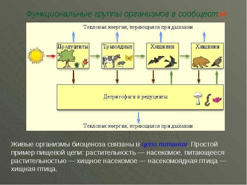 Функциональные группы организмов в сообществе. Функциональная группа животных. Функциональные группы живых организмов. Функциональные группы экосистемы. Группы сообществ пример