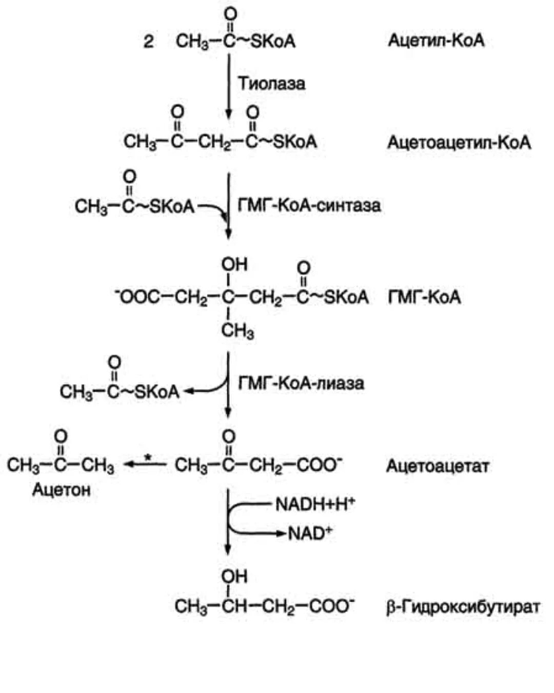Теле синтез. Схема синтеза кетоновых тел. Схема синтеза жирных кислот из ацетил КОА. Синтез жирных кислот биохимия из ацетил-КОА. Реакции синтеза кетоновых тел.