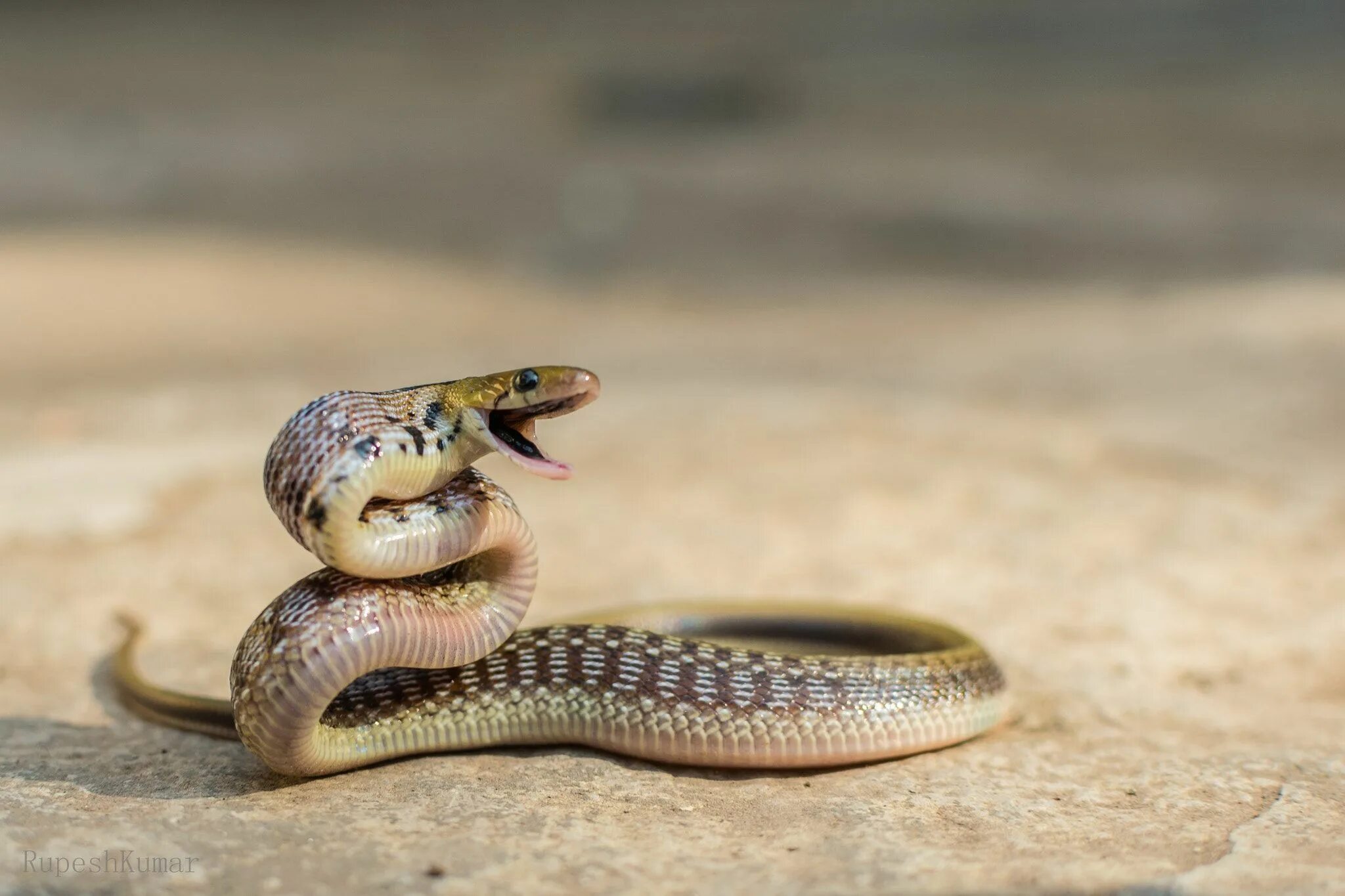 Гибриды змей. Пресмыкающиеся змеи. Coelognathus Helena. Ящеричная змея. Ошейниковая змея.